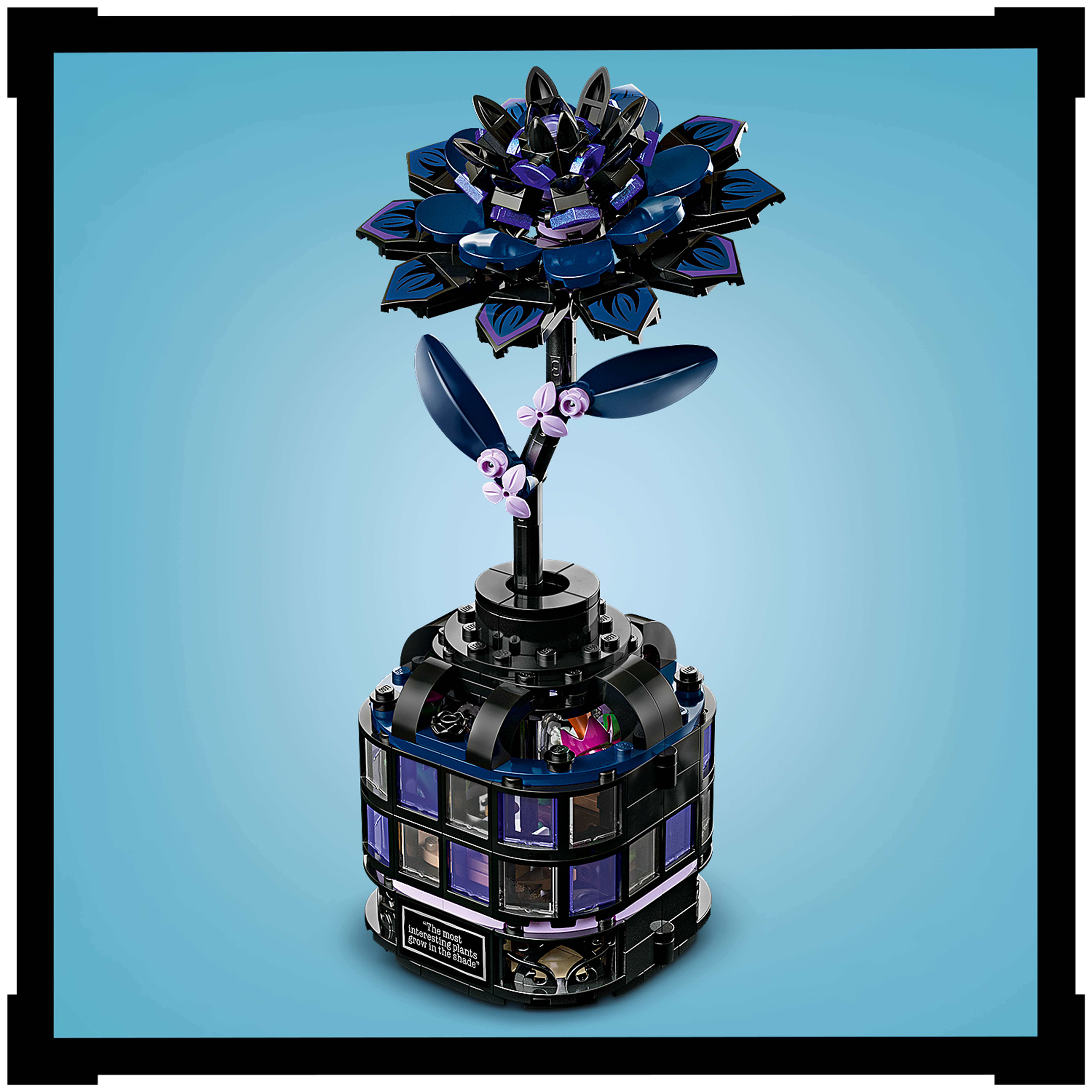 Eine schwarze Dahlie verriegelt die Vase
