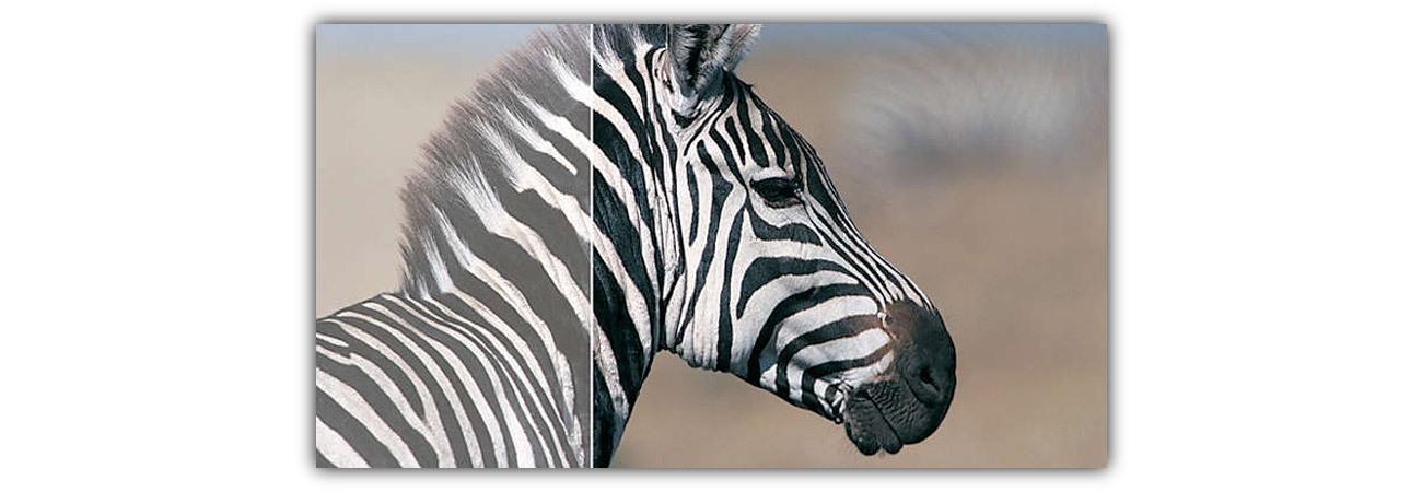 Philips 243V7QJABF/00