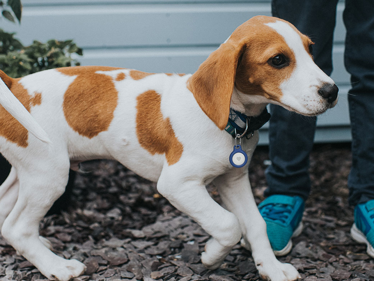 Belkin Secure AirTag Holder (für Schlüssel, blau)