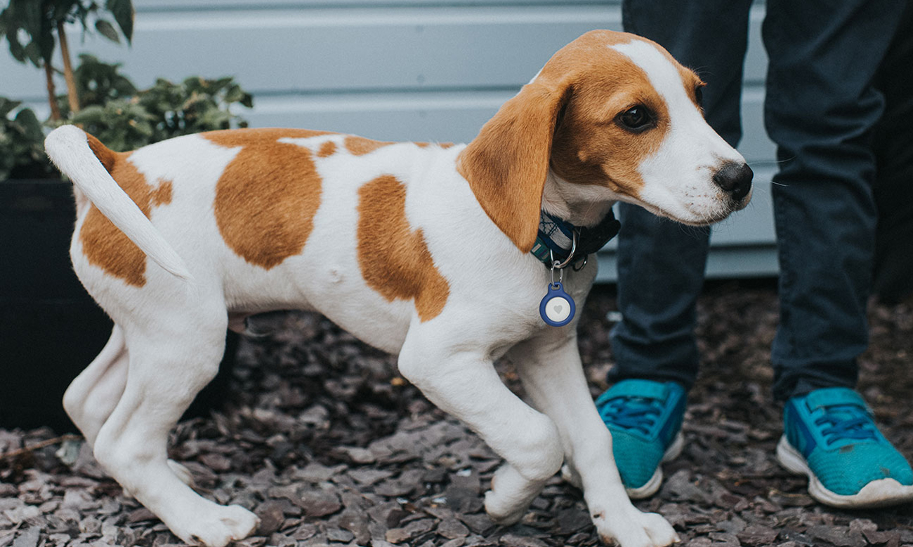 Belkin Secure AirTag Holder (für Schlüssel, blau)