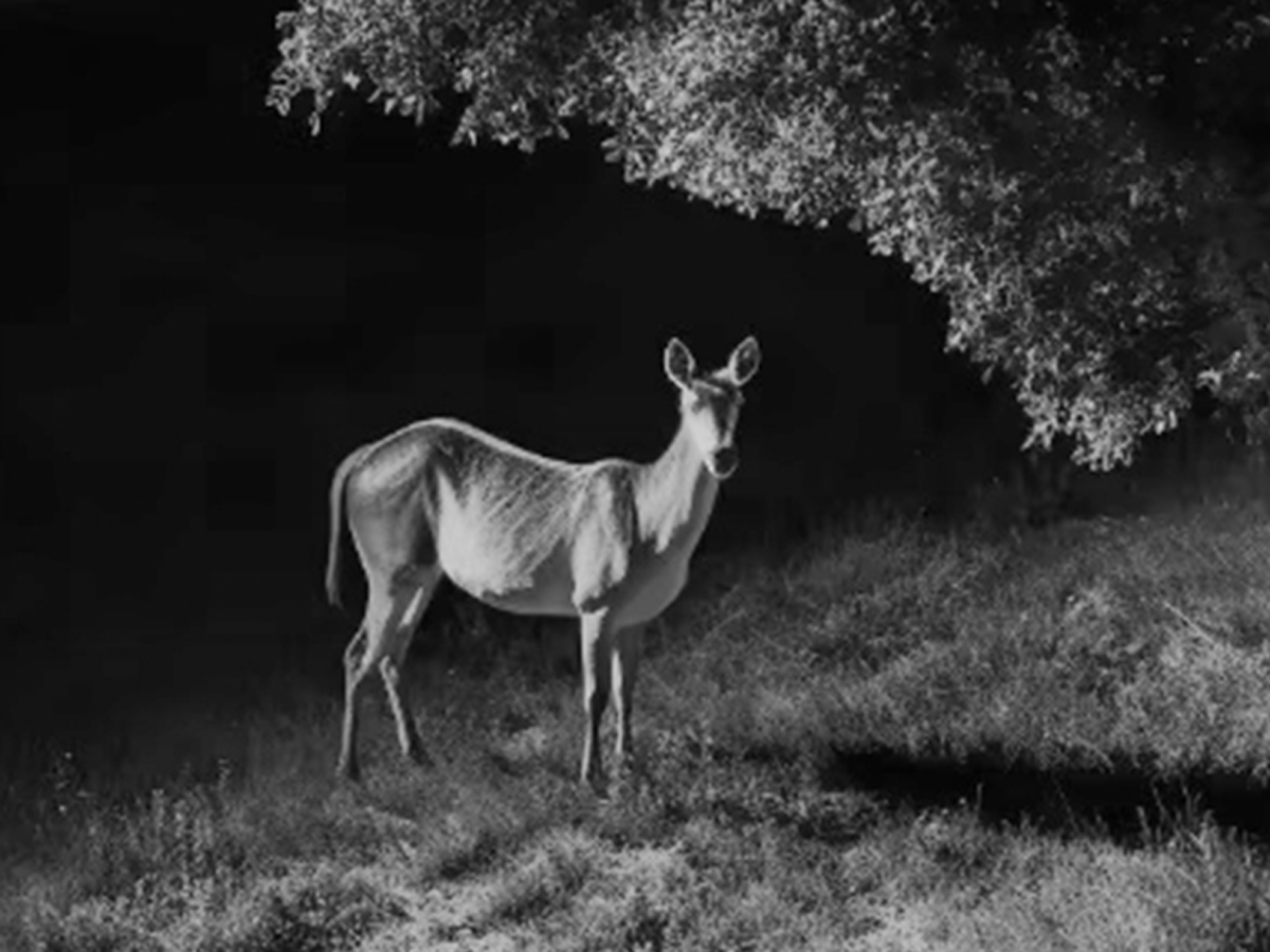 Intelligente drehbare Außenkamera Reolink 4G G450 + Panel