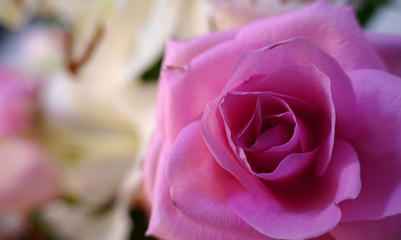 Zoomobjektiv Sigma C 18-50mm f2.8 DC DN Sony-E Bild einer Blume